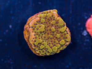 Montipora - Phoenix Danae