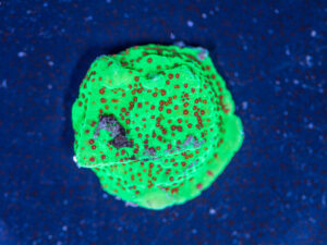 Montipora - Chilli Pepper