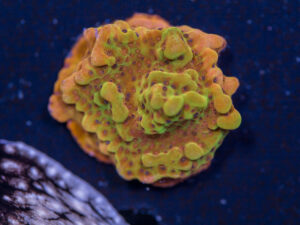 Montipora - Phoenix Danae