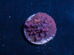 Acropora - New Release