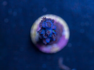 Acropora - Blue Fluffy