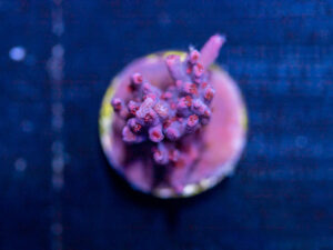 Acropora - New Release