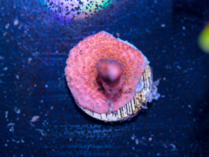 Montipora - Pink Digitata