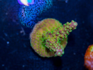 Acropora - Rainbow Loom