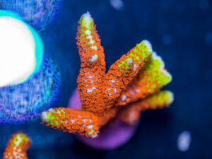 Montipora - Bubblegum Digitata