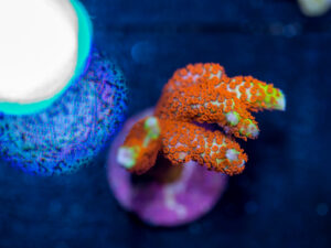 Montipora - Bubblegum Digitata