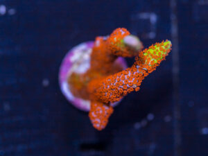 Montipora - Bubblegum Digitata