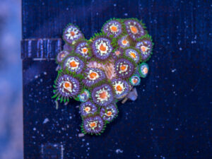 Zoanthids - Pinwheel