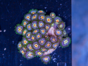 Zoanthids - Pinwheel