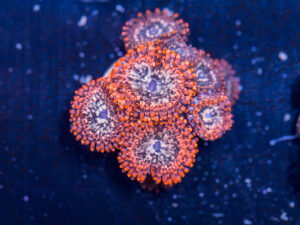 Zoanthids - Utter Chaos