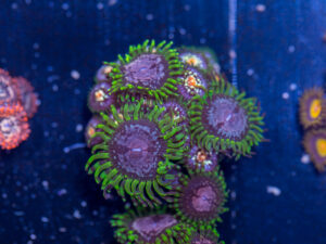 Zoanthids - Purple Monster