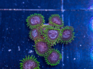 Zoanthids - Purple Monster
