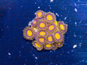 Zoanthids - King Midas