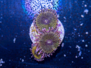 Zoanthids - Chiquita