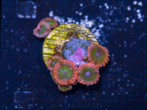 Zoanthids - Electric Oompa Loompa