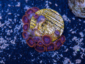 Zoanthids - Red Hornet