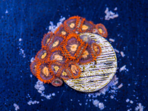 Zoanthids