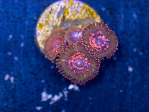 Zoanthids - JF Azz Krak