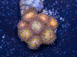 Zoanthids - Texas Grim Reaper