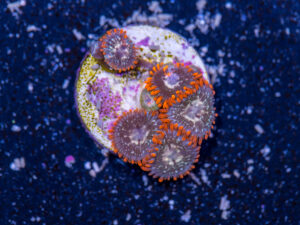 Zoanthids