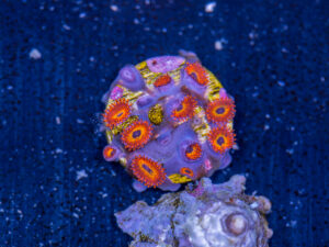 Zoanthids - Diabolique