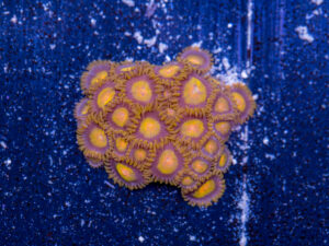 Zoanthids - King Midas