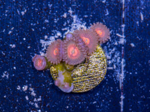 Zoanthids - God of War