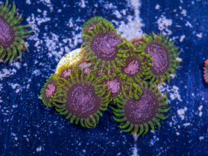 Zoanthids - Purple Monster