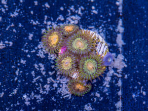 Zoanthids - Texas Grim Reaper