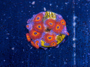 Zoanthids - Diabolique