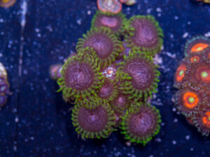 Zoanthids - Purple Monster