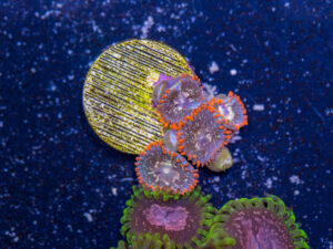 Zoanthids