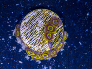 Zoanthids - LA Laker