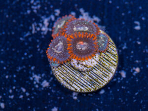 Zoanthids