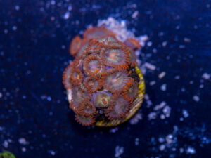 Zoanthids