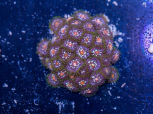 Zoanthids - Pinwheel