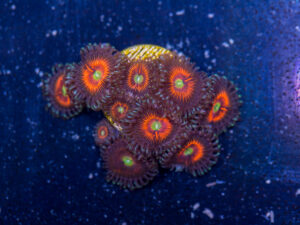 Zoanthids - Everlasting Gobstopper