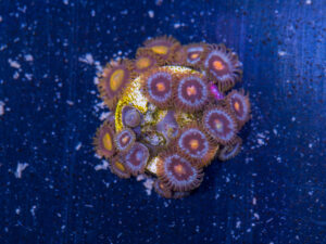 Zoanthids - Blow Pop