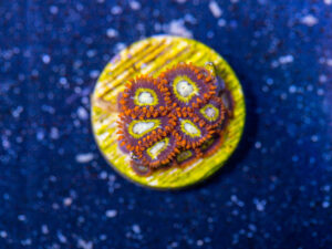 Zoanthids
