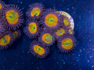 Zoanthids - Sunny D