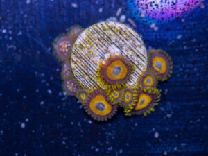 Zoanthids - LA Laker