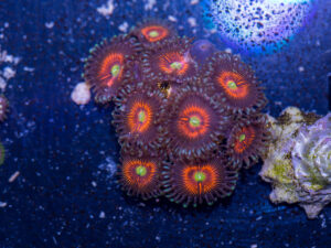 Zoanthids - Everlasting Gobstopper