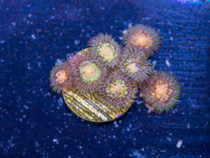 Zoanthids - Texas Grim Reaper