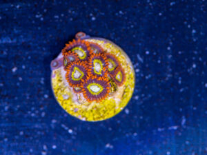 Zoanthids