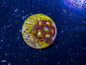 Zoanthids