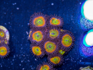 Zoanthids - Sunny D