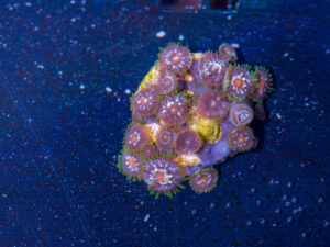 Zoanthids - Pinwheel