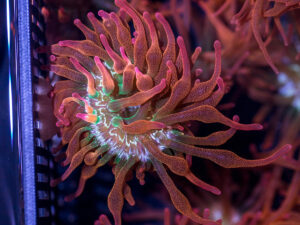 Bubble Tip Anemone - Forest Fire