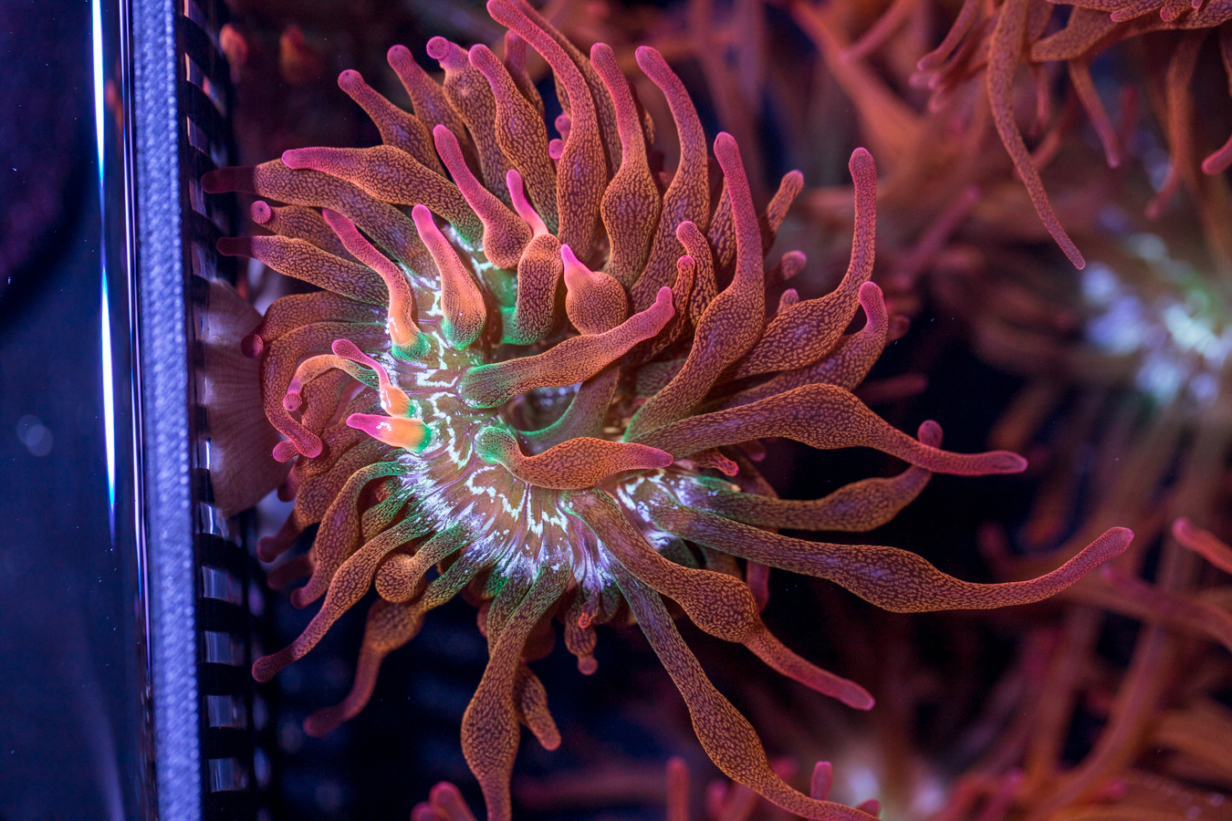 Bubble Tip Anemone - Forest Fire 1 Bubble Tip Anemone - Forest Fire