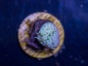 H24 - Toadstool Leather